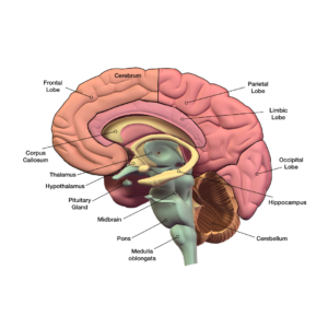 brain trauma surgeon